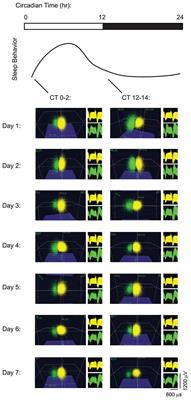 Sleep Promotes, and Sleep Loss Inhibits, Selective Changes in Firing Rate, Response Properties and Functional Connectivity of Primary Visual Cortex Neurons